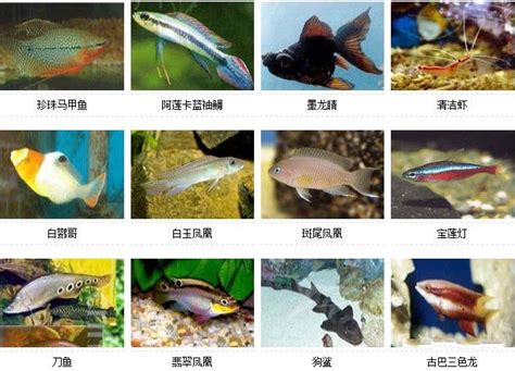 鱼品种大全及图片