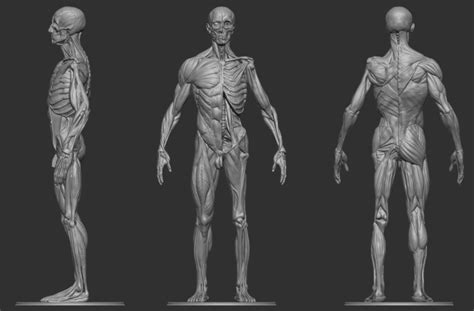 人体解剖骨骼肌肉-游戏原画cg3D建模资料|三维|人物/生物|Z55502859 - 原创作品 - 站酷 (ZCOOL)