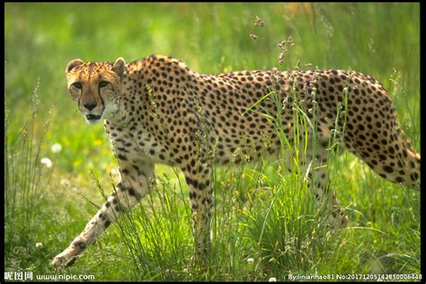 豹子动物拍摄摄影高清图片 - 爱图网设计图片素材下载