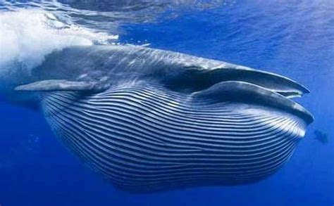 鲸落形成了一个什么样的海洋生态系统？如果没有鲸落会怎么样？_鲸鱼