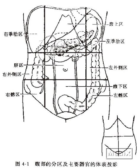 腹部的分区及主要器官的体表投影