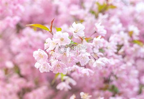 北京最美三大樱花圣地，三月即可观赏，错过就要等一年
