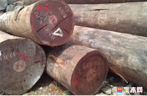 带你认识北美的十大硬木【木材圈】 - 木材专题 - 木材圈