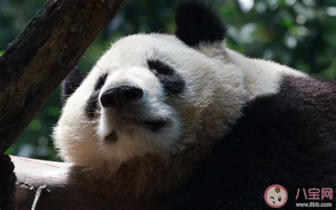 大熊猫科学上的名字叫黑白熊 大熊猫存在有多久了 _八宝网