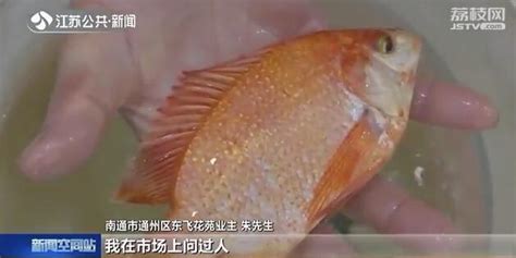 市民河塘里捉到红色怪鱼 一筹莫展养家里：能不能吃？