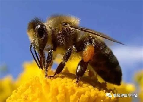 蜜蜂一生能采多少蜂蜜？ - 蜜蜂知识 - 酷蜜蜂