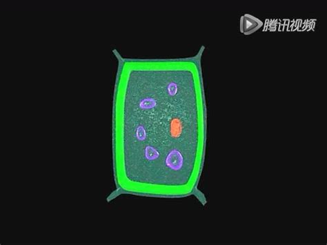 初中生物3D视频植物细胞生长过程示意_腾讯视频