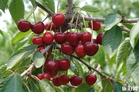 烟台大樱桃品种,哪个樱桃品种好,哪个品种的樱桃好吃_绿客樱桃园