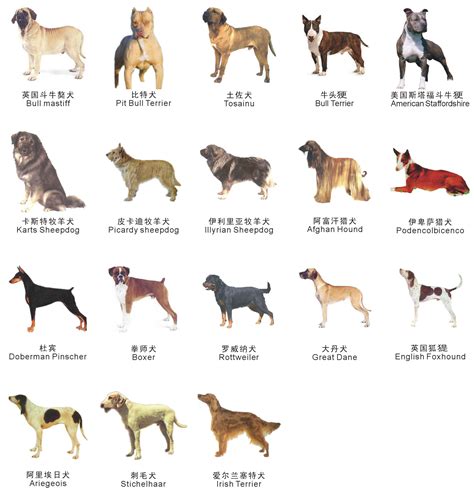 苏州市重点管理区个人禁养犬种图例及说明 - 苏州其他办事 - 办事 - 姑苏网