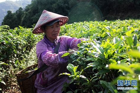 【茶文】细说普洱茶核心产区之——临沧茶区 - 知乎