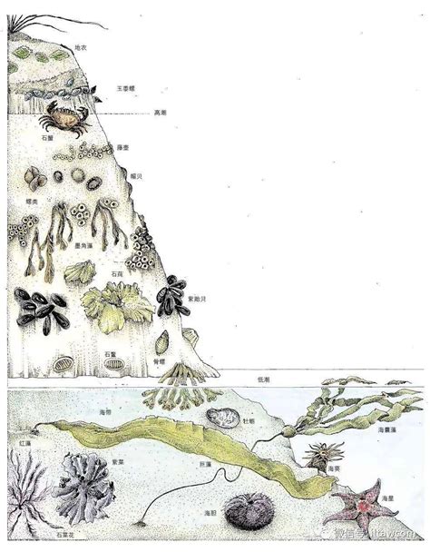 底栖动物----中国湿地生态系统联盟