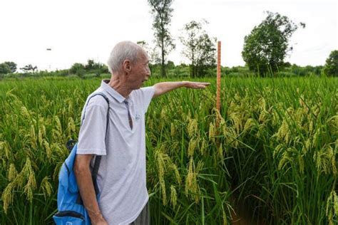 丰收节丨两米高的巨型水稻明日开割！“袁老，您的禾下乘凉梦实现了”_重庆市农业农村委员会