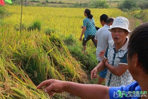 [水稻种子批发]粤香丝苗水稻种子 谷种常规种 优质水稻种米质好高产丝苗米价格9.5元/斤 - 惠农网