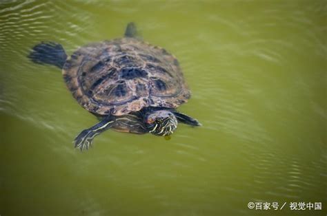乌龟会淹死吗