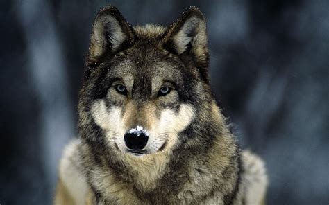 动物摄影欣赏：狼 - 设计之家