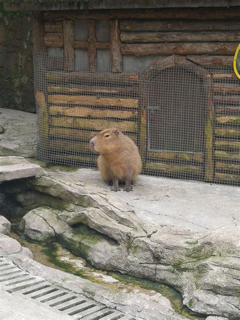 2019碧峰峡野生动物园-旅游攻略-门票-地址-问答-游记点评，雅安旅游旅游景点推荐-去哪儿攻略