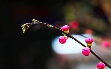 刘禹锡很经典的一首诗，最后一句妙笔生花，令人叫绝！