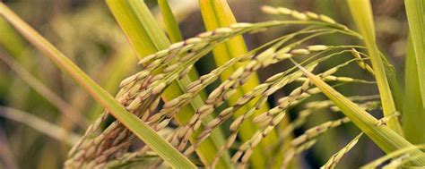 籼型杂交水稻培育出来的时间，籼型杂交水稻的意义-农百科