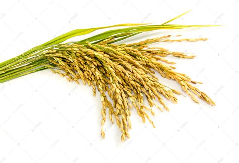 什么是水稻种子的主要品种 - 运富春