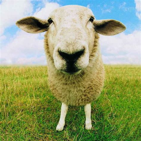 生肖羊和羊的婚配好不好,以下是一个可能吸引人的_奇缘阁算命网
