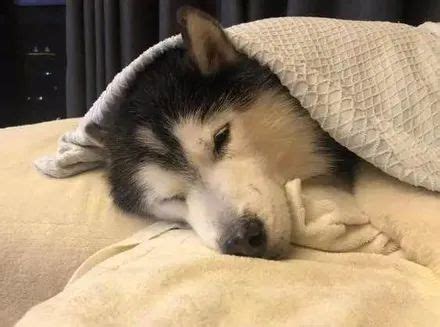 阿拉斯加睡觉时自己盖被子，这还是我们认识的雪橇犬吗！|雪橇犬|被子|睡觉时_新浪新闻