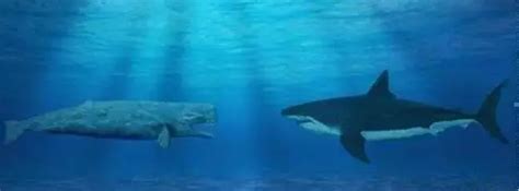 巨齿鲨的天敌是谁?(利维坦鲸/巨型乌贼/沧龙/梅尔维尔鲸)_奇趣解密网