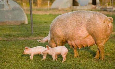 高产母猪是怎样炼成的：打好坚实基础—后备母猪前期培养 - 猪繁育管理/养猪技术 - 中国养猪网-中国养猪行业门户网站