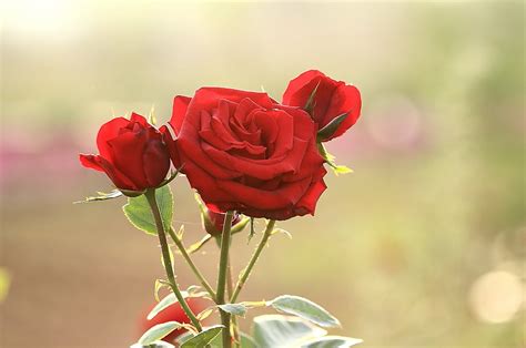 红色玫瑰花高清桌面图片-壁纸图片大全