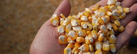 玉米种子最好的品种排行榜 - 农敢网