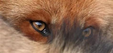 心理测试：选一个你觉得最好看的狐狸眼,测你的智商和情商有多高|智商|情商|高智商_新浪新闻
