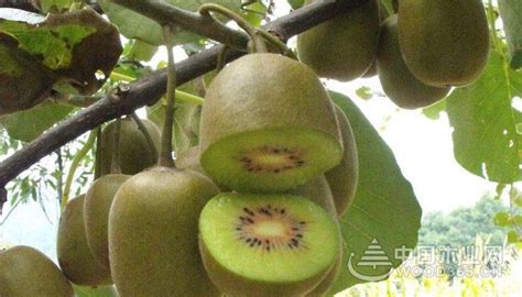 猕猴桃有几个种植阶段：幼树期、初果期、盛果期、衰老期-趣农笔记