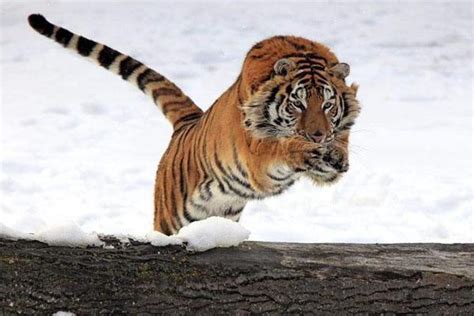 哈尔滨东北虎林园是世界上最大的东北虎饲养和繁育基地