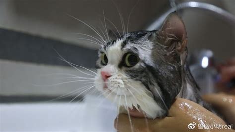 洗猫袋猫咪洗澡专用神器宠物洗澡剪指甲防抓咬固定猫包袋清洁用品_虎窝淘