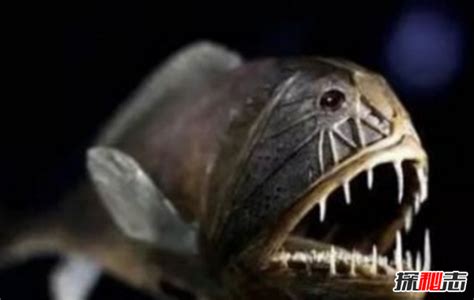 最凶猛的十大恐怖鱼：斑鳍狮子鱼上榜(为澳大利亚最危险的鱼)_奇趣解密网