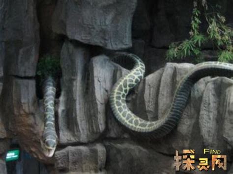 贵州挖出4吨大蛇,一口将小孩给吞进去(科学揭秘)_小狼观天下