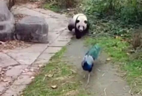 大熊猫想拔孔雀的毛，愣是追了一路，孔雀气哭：国宝就能为所欲为_宠界新闻