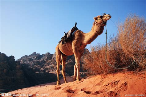 骆驼,摩洛哥,正下方视角,erg,chebbi,dunes,组图,驼队,撒哈拉沙漠,单峰骆驼,巴巴里人,比沙丘沙漠摄影素材,汇图网www ...