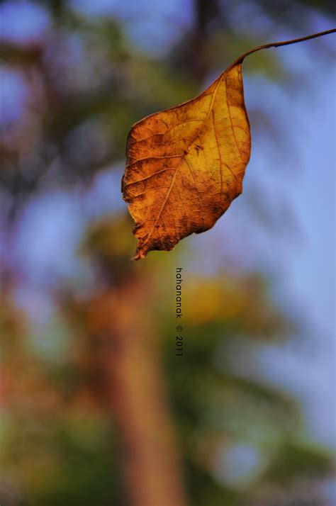 秋天的树叶|摄影|产品摄影|枫设计 - 原创作品 - 站酷 (ZCOOL)