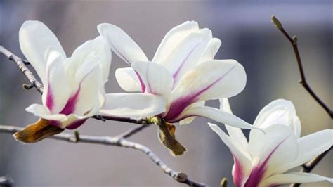 紫玉兰的花语是什么？紫玉兰的寓意和象征-花卉百科-中国花木网
