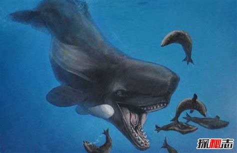 如果巨齿鲨遇上梅尔维尔鲸，狭路相逢谁能胜？