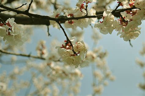 春暖花开图片