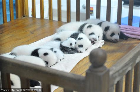 旅美大熊猫美香幼崽体重曝光 性别将在数周后公布