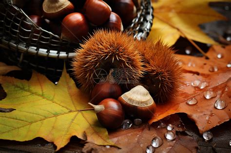 秋季丰收的栗子高清图片下载-正版图片600569536-摄图网