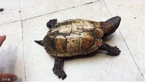长沙惊现"百年神龟" 重达20斤 - 焦点图 - 湖南在线 - 华声在线