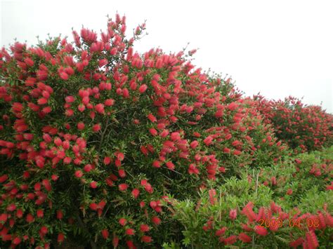 红千层的花语含义是什么-绿宝园林网
