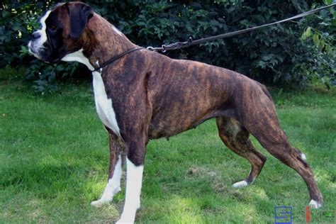 斯塔福犬图片