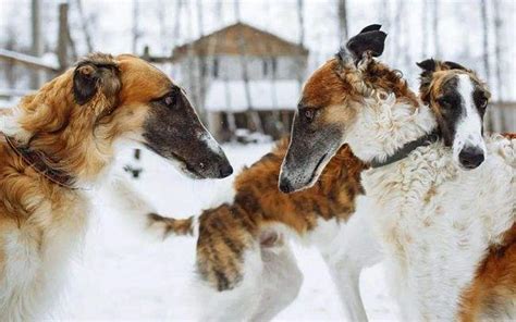 苏俄猎狼犬价格-图片-苏俄猎狼犬多少钱一只-苏俄猎狼犬好养吗 - 波波宠物领养网