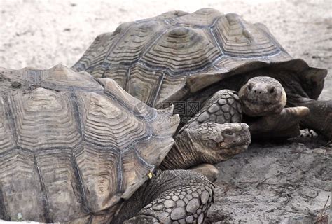 两栖动物海龟高清图片下载-正版图片600410753-摄图网