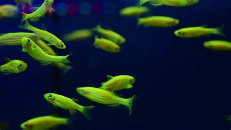 许多小的、淡绿色荧光的鱼在水下快乐地游着，美丽的鱼，慢动作视频，水下发光的鱼。视频素材_ID:VCG42N1310771829-VCG.COM