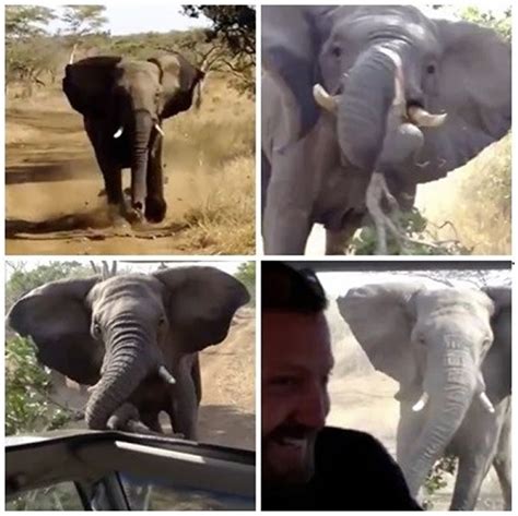 南非野生动物保护区大象不满游客妨碍进食 叼起树枝狂冲向观光车 - 神秘的地球 科学|自然|地理|探索